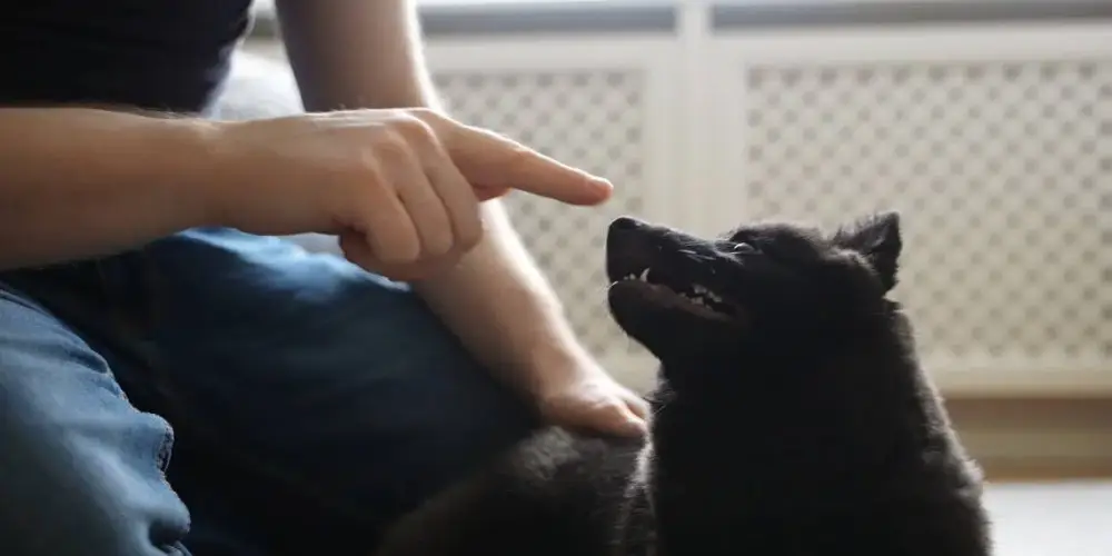 dresseur de chien à Laplume