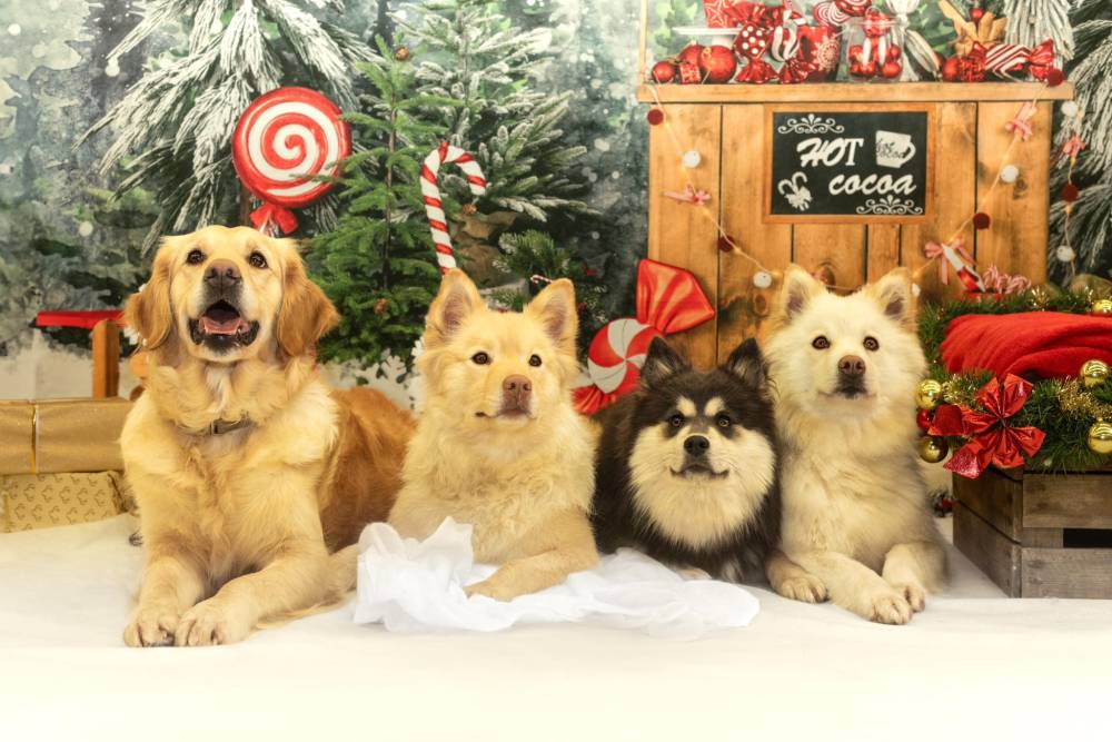 Séance photo des chiens pour Noel Laplume Enchantée