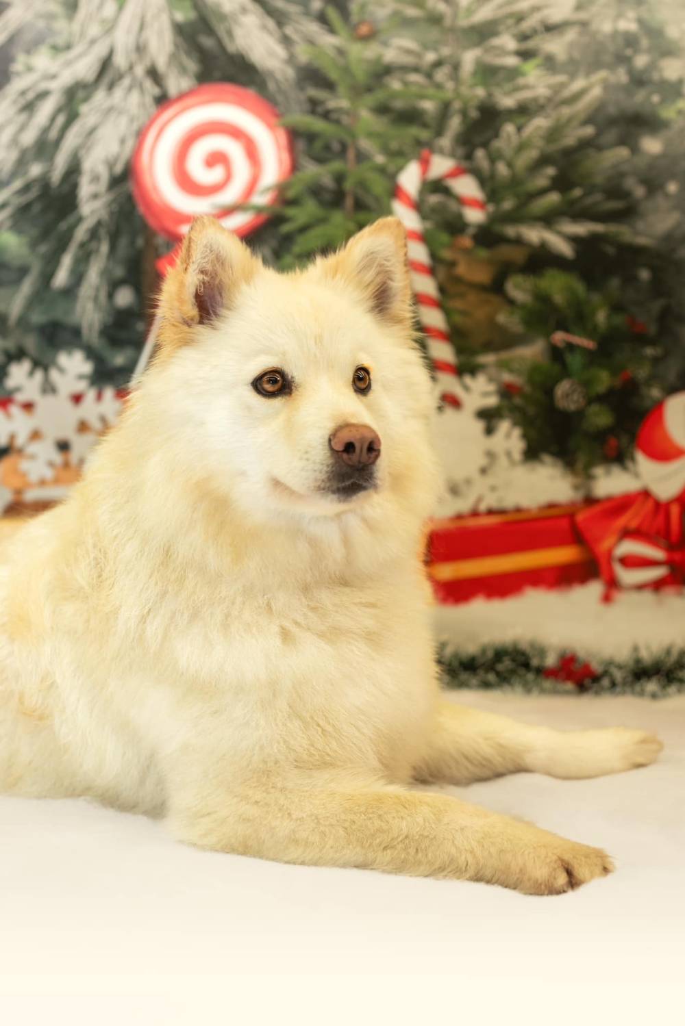 Séance photo des chiens pour Noel Laplume Enchantée