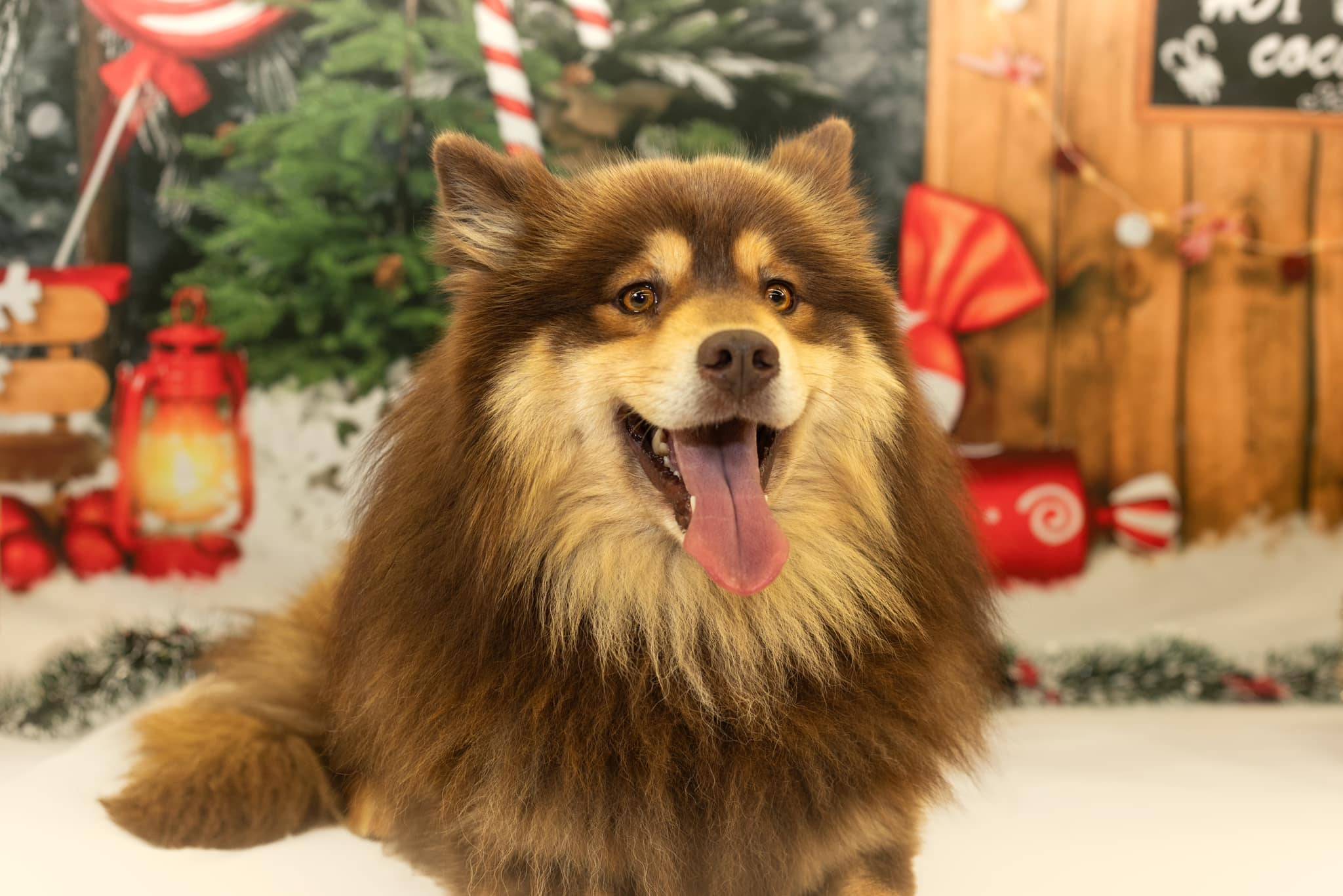 Séance photo des chiens pour Noel Laplume Enchantée