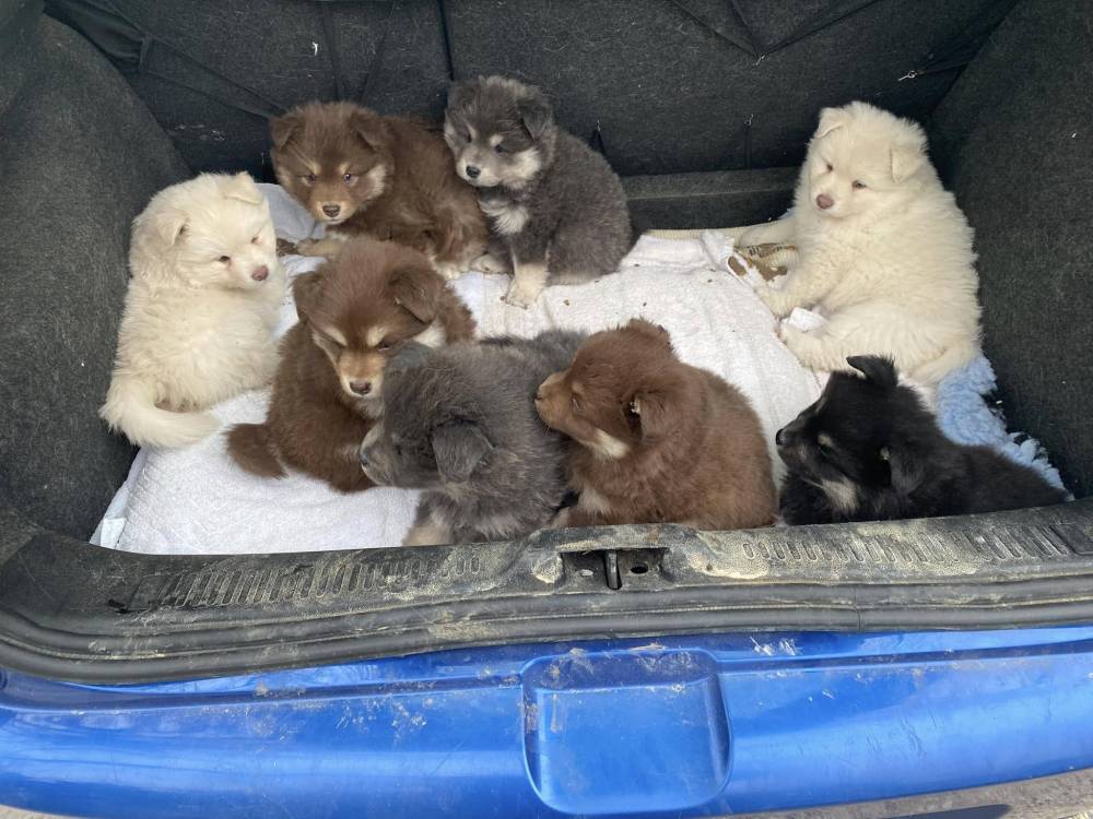 Elevage de chiens Laplume Enchantée