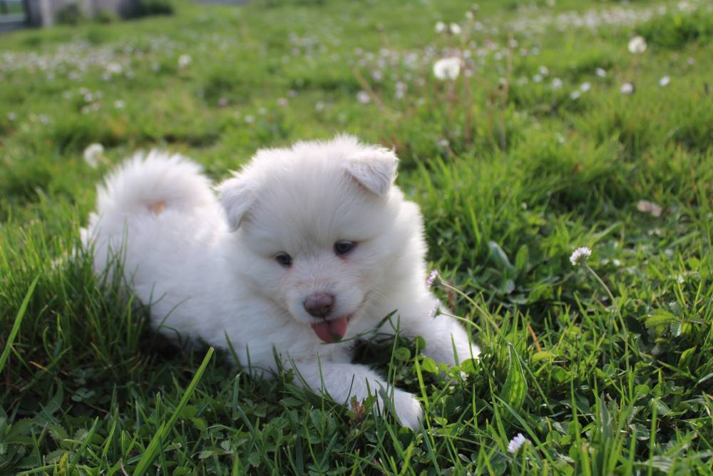 Elevage de chiens Laplume Enchantée