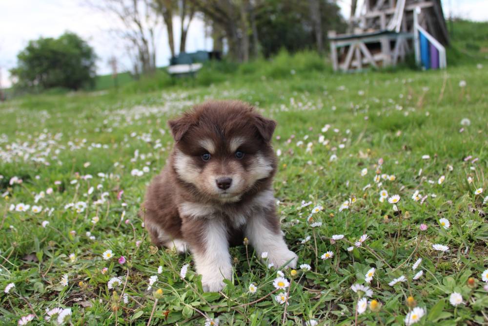Elevage de chiens Laplume Enchantée