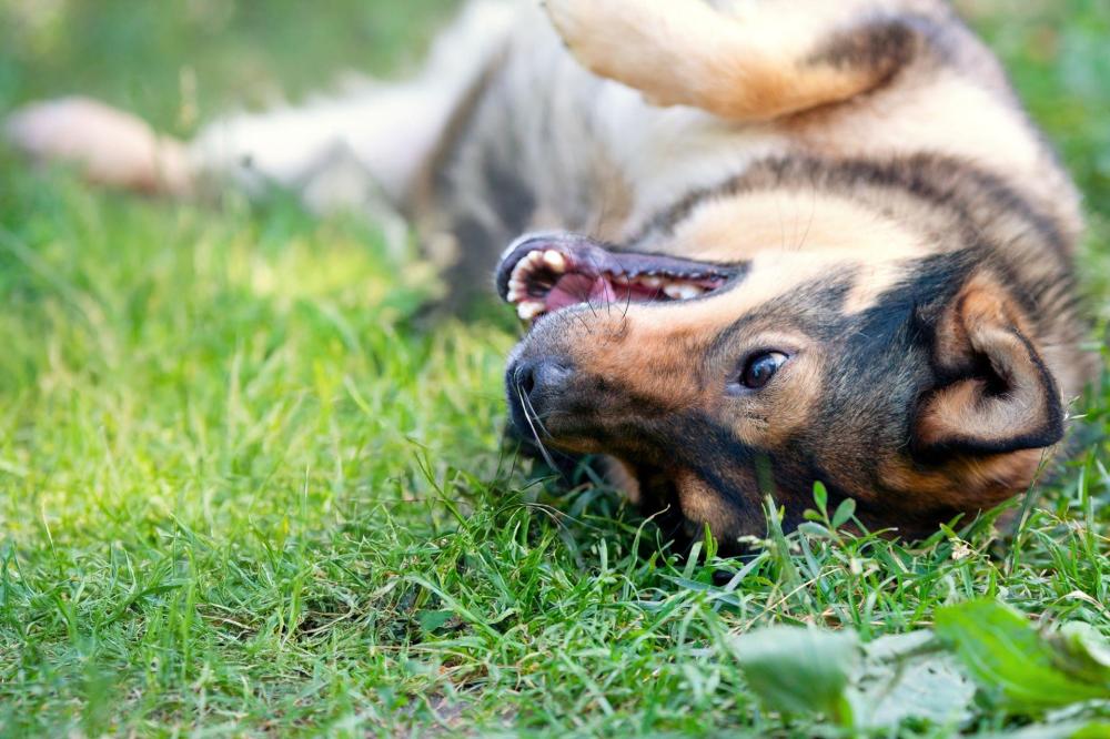 pension canine à Laplume