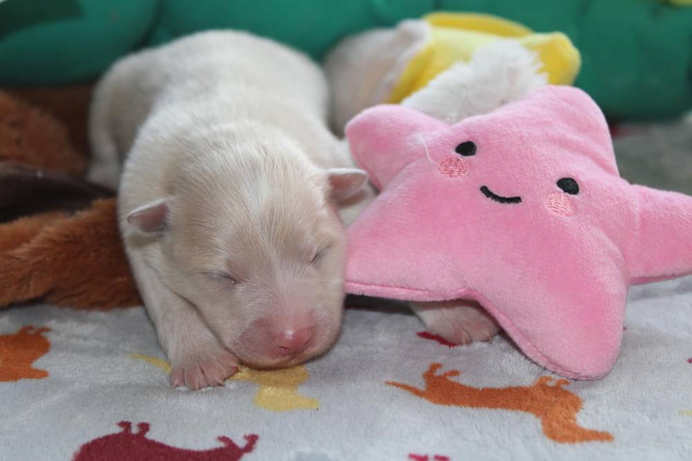 Laplume Enchantée 47 - Élevage Golden Retriever (6)