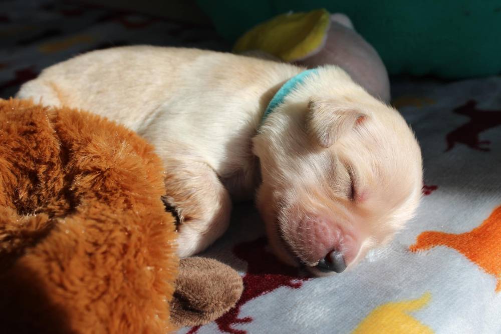 Laplume Enchantée 47 - Élevage Golden Retriever (4)