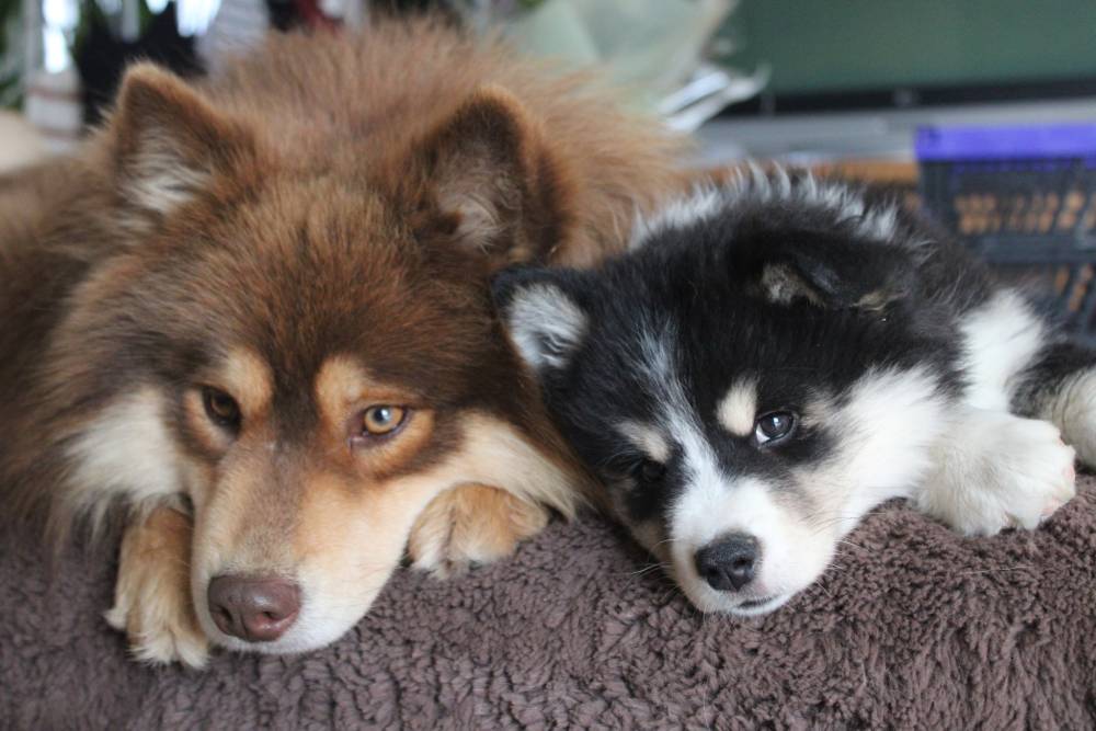 Laplume Enchantée 47 - Élevage de Finnois de Laponie (1)