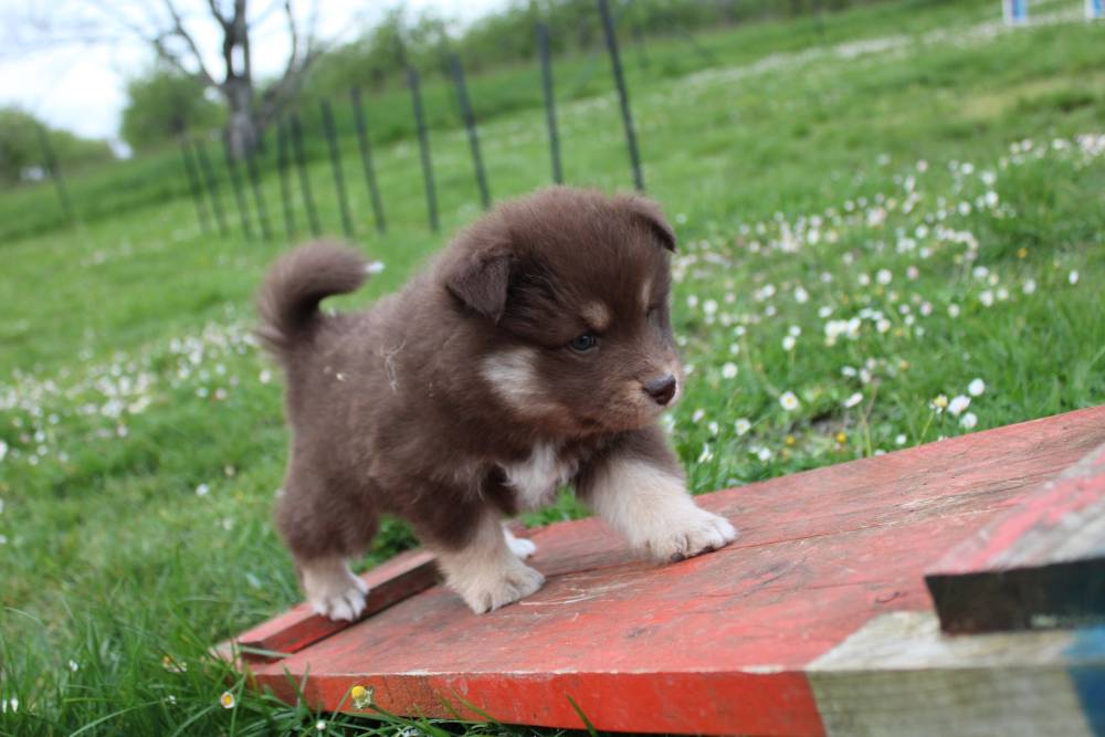 Laplume Enchantée 47 - Élevage de Finnois de Laponie (2)