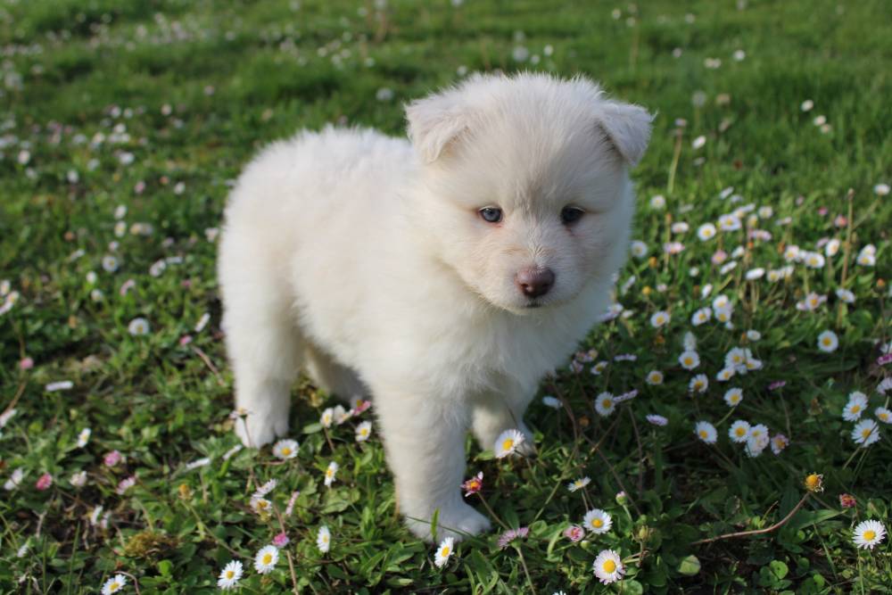 Laplume Enchantée 47 - Élevage de Finnois de Laponie (3)