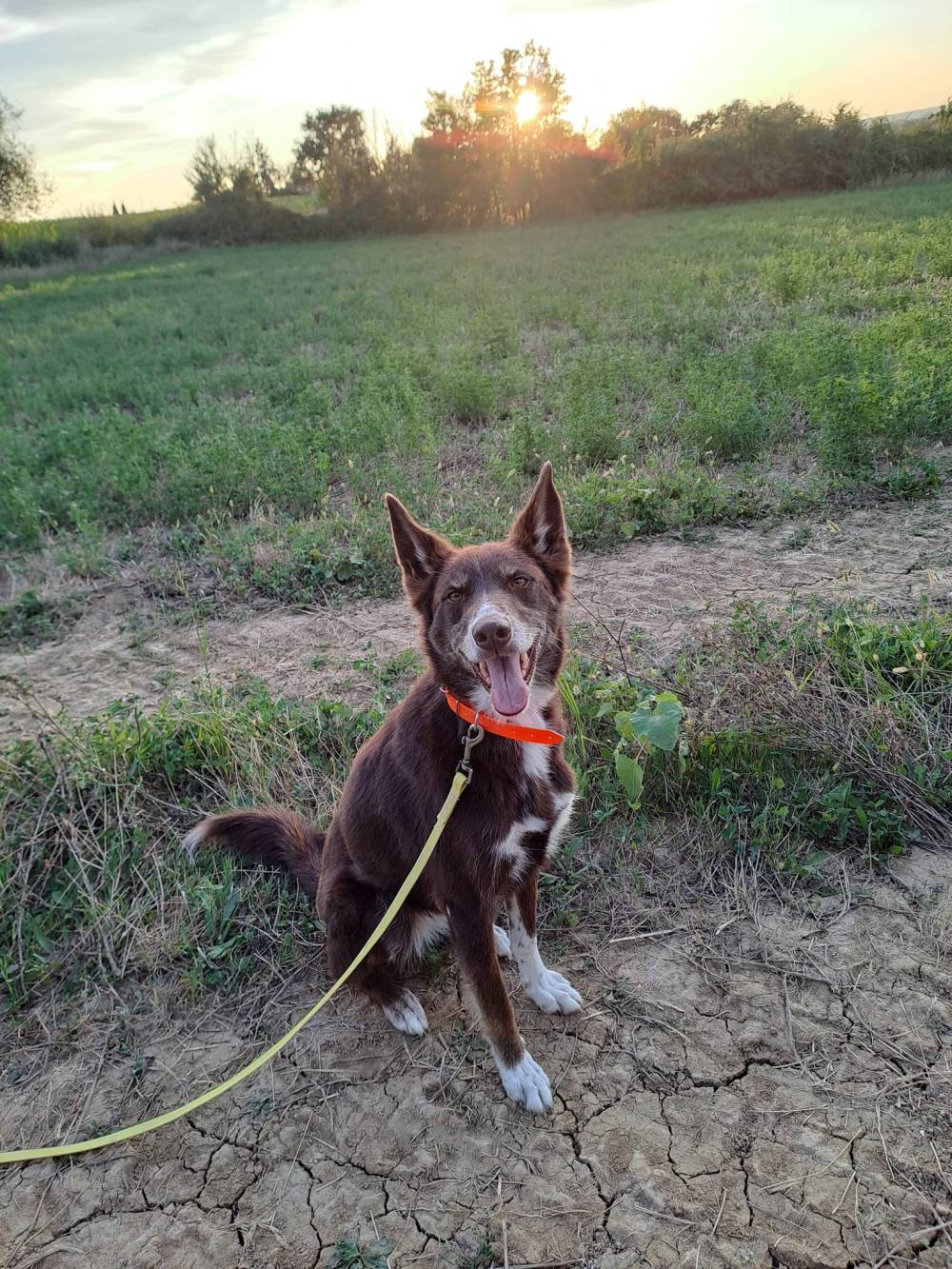 Laplume Enchantée 47 - Pension Canine (5)