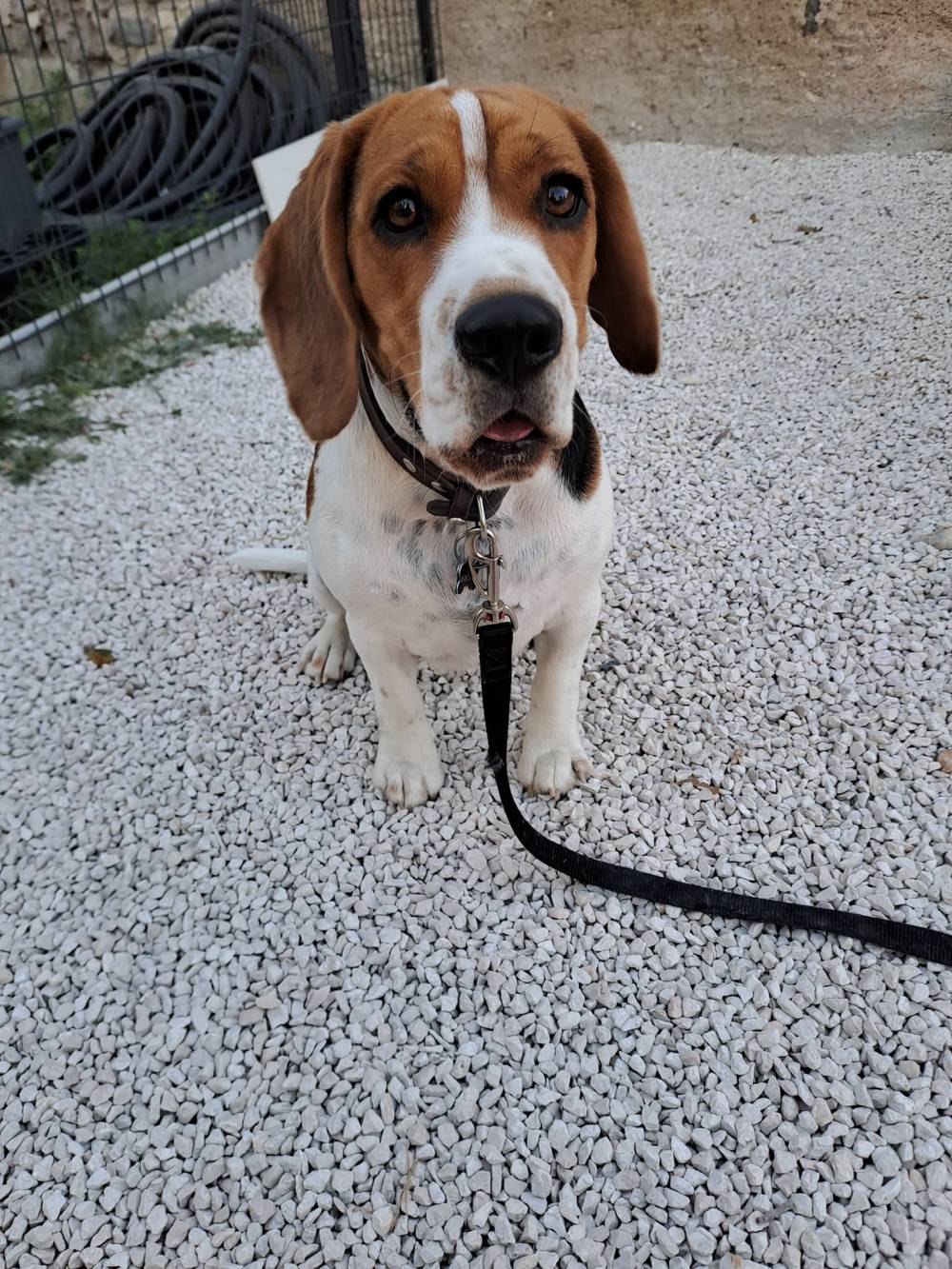 Laplume Enchantée 47 - Pension Canine (6)