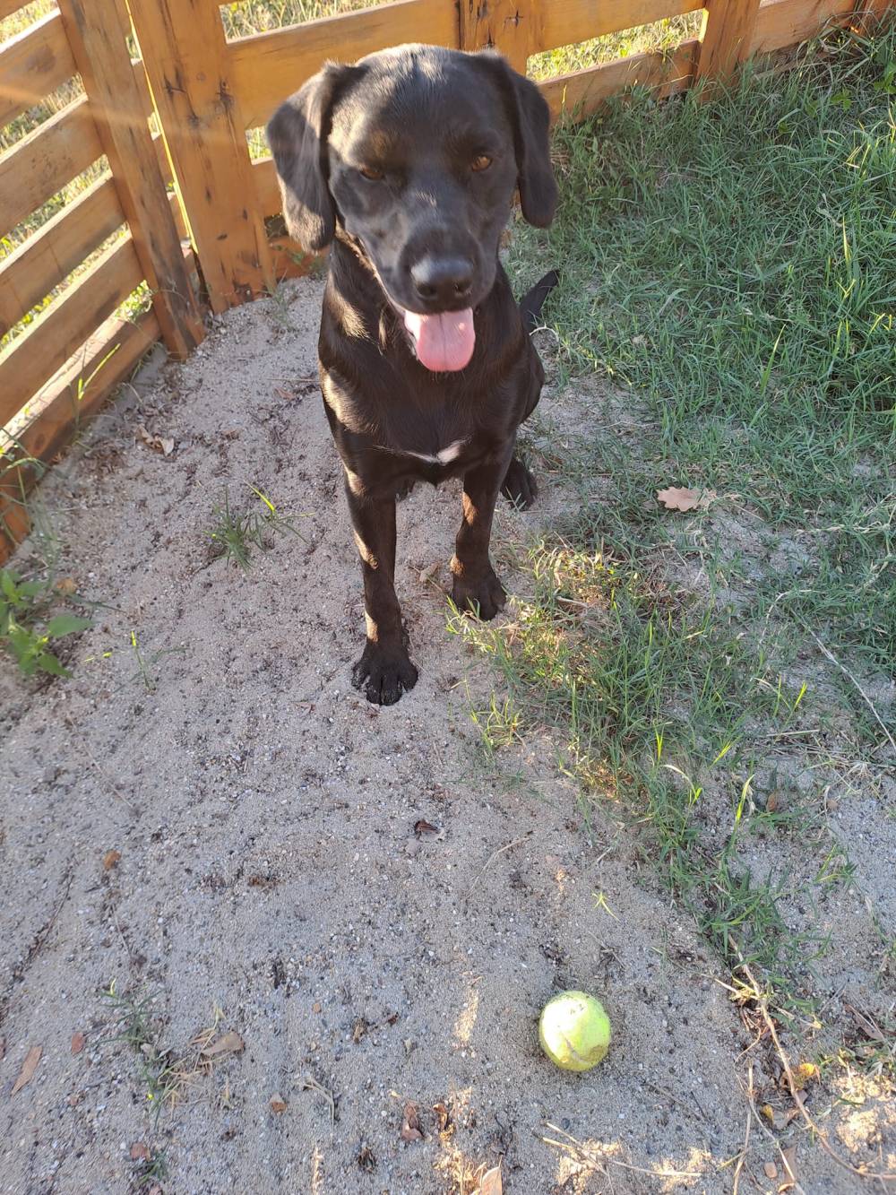 Laplume Enchantée 47 - Pension Canine (7)