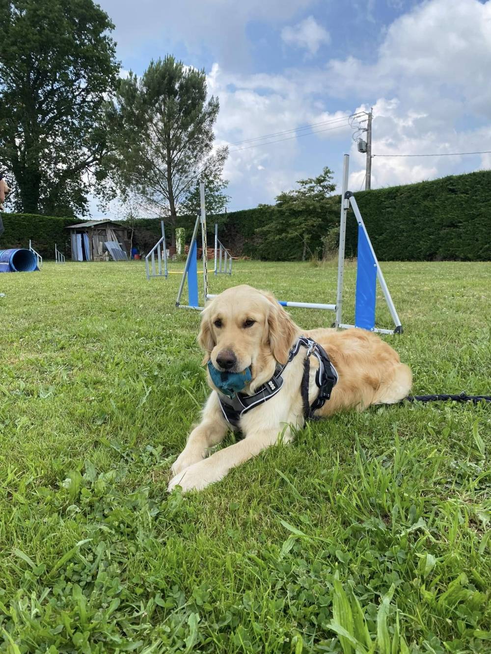 Laplume Enchantée - Éducation Canine 47 (8)